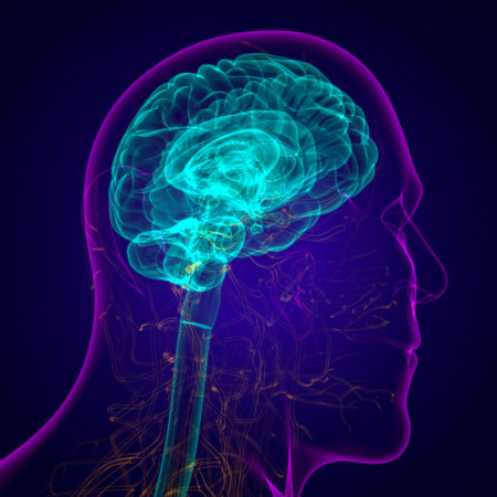 Human Brain Anatomy For Medical Concept 3D Illustration
