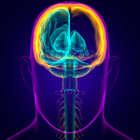 Human Brain Anatomy For Medical Concept 3D Illustration