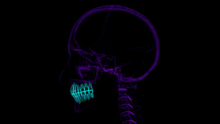 Human Teeth Anatomy 3D Illustration For Medical Conceptの写真素材