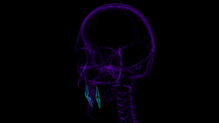 Human Teeth Canine Anatomy 3D Illustration For Medical Conceptの写真素材