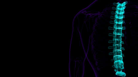 Human Skeleton Vertebral Column Thoracic Vertebrae Anatomy 3D Illustrationの写真素材