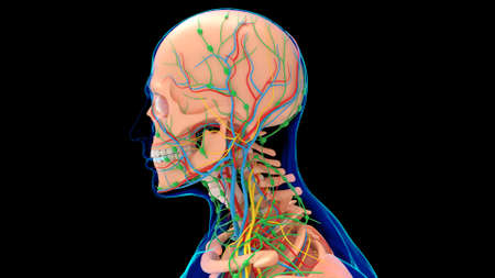 Human Skeleton Anatomy With Circulatory System and Lungs For medical concept 3D Illustrationの写真素材