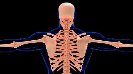 Human Skeleton Anatomy Back View For medical concept 3D Illustration