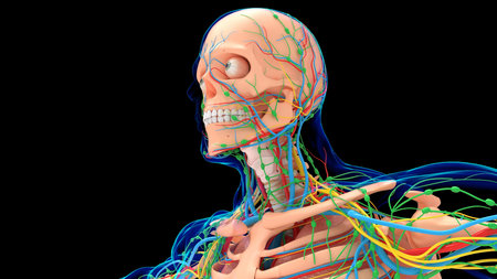 Human Skeleton Anatomy With Circulatory System and Lungs For medical concept 3D Illustration