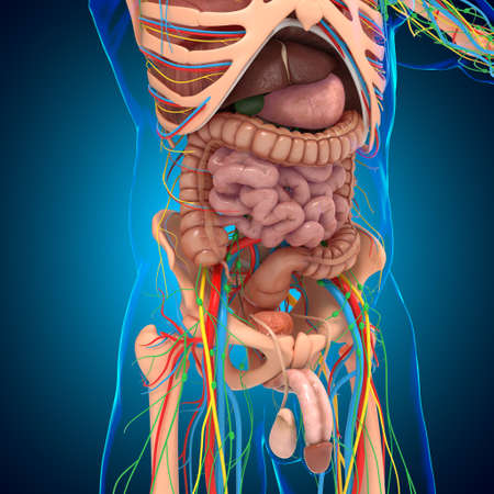 Human Anatomy For medical concept 3D Illustrationの写真素材