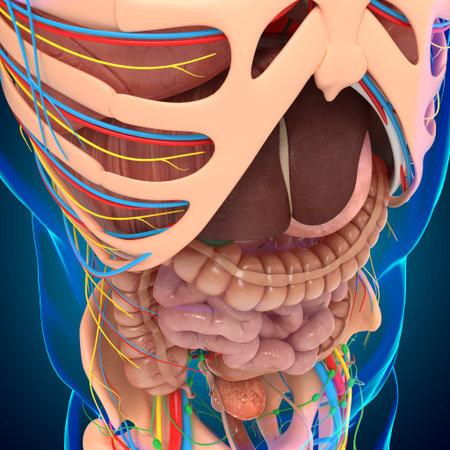 Human Anatomy For medical concept 3D Illustration