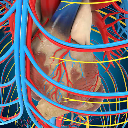 Human Circulatory system Anatomy With Heart For medical concept 3D Illustrationの写真素材