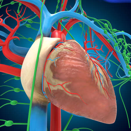 Human Heart With Circulatory System Anatomy For Medical Concept 3D Illustrationの写真素材