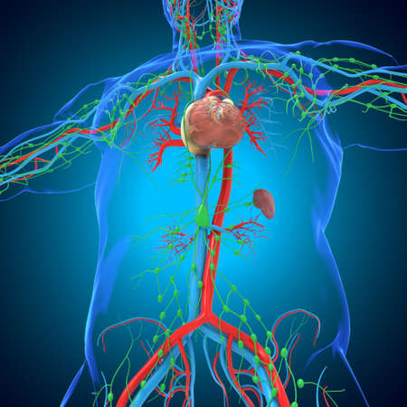 Human Heart With Circulatory System Anatomy For Medical Concept 3D Illustrationの写真素材