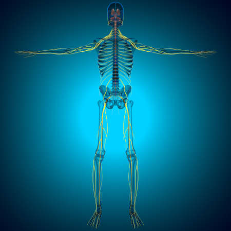 Human Brain inner parts Anatomy For Medical Concept 3D Illustrationの写真素材