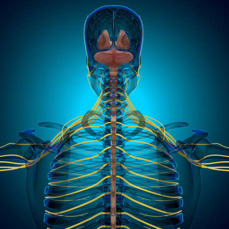 Human Brain inner parts Anatomy For Medical Concept 3D Illustrationの写真素材