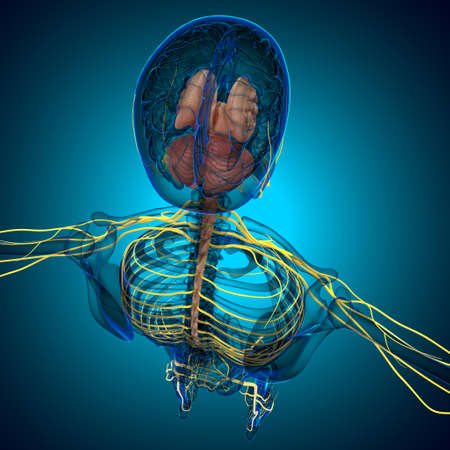Human Brain inner parts Anatomy For Medical Concept 3D Illustrationの写真素材