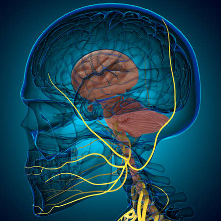 Human Brain inner parts Anatomy For Medical Concept 3D Illustrationの写真素材
