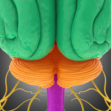 Human Brain Lobes Anatomy on grey