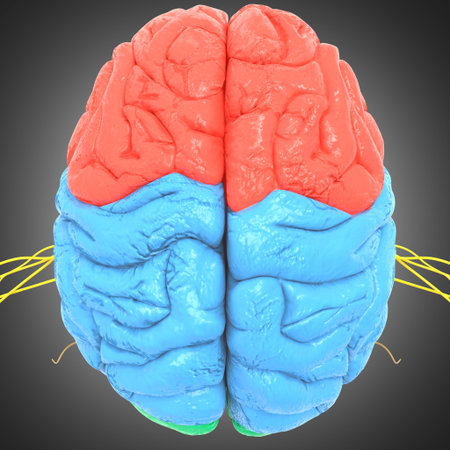 Human Brain Lobes Anatomy on grey