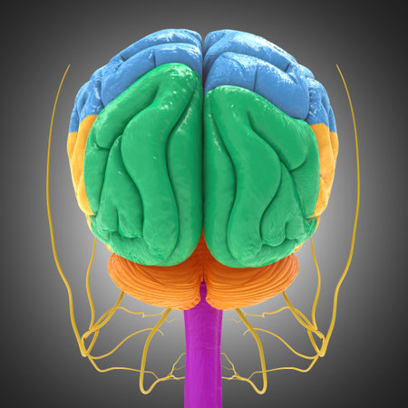 Human Brain Lobes Anatomy on grey