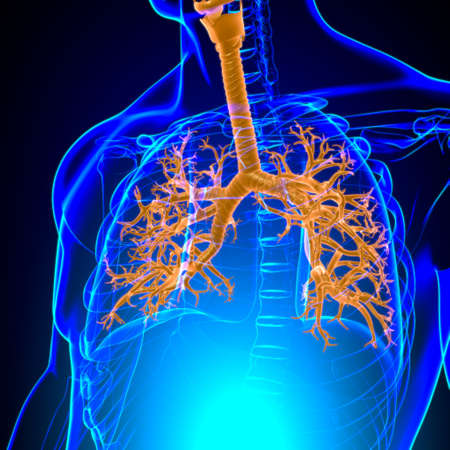 Lungs Human Respiratory System Anatomy For Medical Concept 3D Illustrationの写真素材