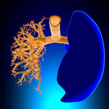 Lungs Human Respiratory System Anatomy For Medical Concept 3D Illustrationの写真素材