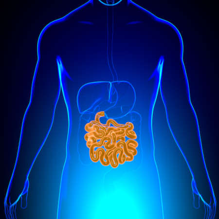 Small Intestine 3D Illustration Human Digestive System Anatomy For Medical Conceptの写真素材