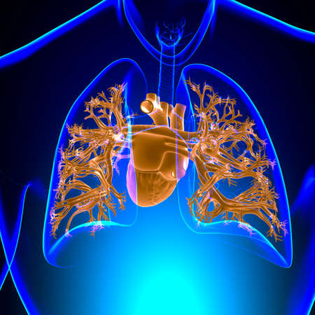 Human Heart Anatomy For Medical Concept 3D Illustrationの写真素材