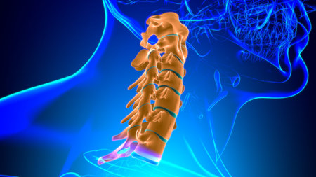Human Skeleton Vertebral Column Cervical Vertebrae Anatomy 3D Illustration