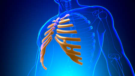 Human skeleton anatomy Costal Cartilage 3D Rendering For Medical Conceptの写真素材