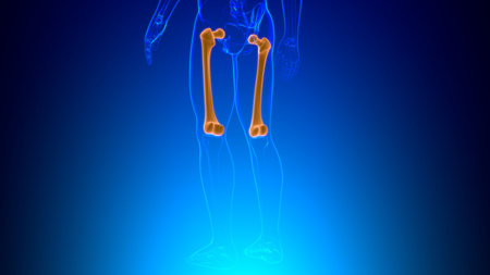 Human skeleton anatomy Femur Bone 3D Rendering For Medical Concept
