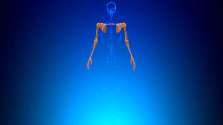 Human Skeleton Upper Limbs Anatomy 3D Illustrationの写真素材