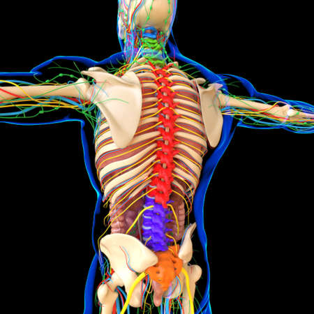 Human Anatomy For medical concept 3D Illustration Renderの写真素材