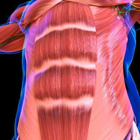 Human Muscle Anatomy For medical concept 3D Illustrationの写真素材
