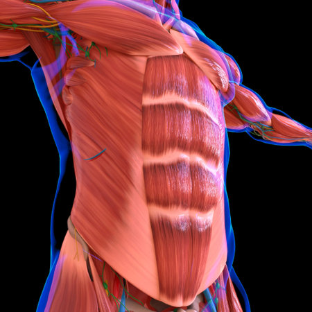 Human Muscle Anatomy For medical concept 3D Illustration
