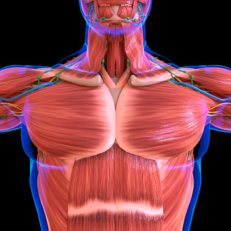 Human Muscle Anatomy For medical concept 3D Illustration
