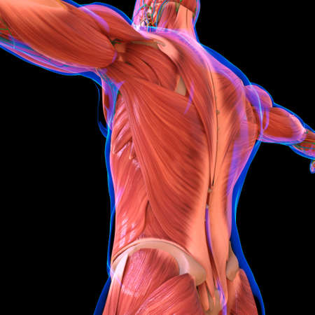 Human Muscle Anatomy For medical concept 3D Illustrationの写真素材