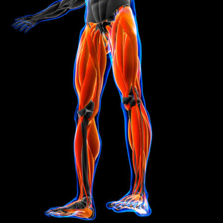 Leg Muscle Anatomy For Medical Concept 3Dの写真素材