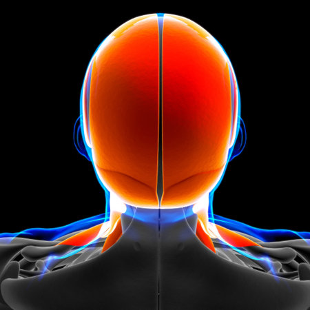 Head Muscle Anatomy For Medical Concept 3D