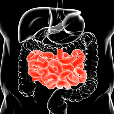 Small Intestine 3D Illustration Human Digestive System Anatomy For Medical Concept