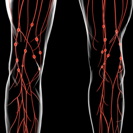 Human Lymph Nodes Anatomy For Medical Concept 3D Illustration