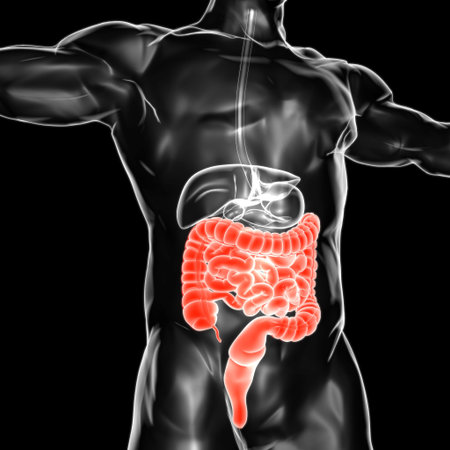 Small and Large Intestine 3D Illustration Human Digestive System Anatomy For Medical Concept