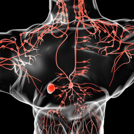 Human Lymph Nodes Anatomy For Medical Concept 3D Illustration