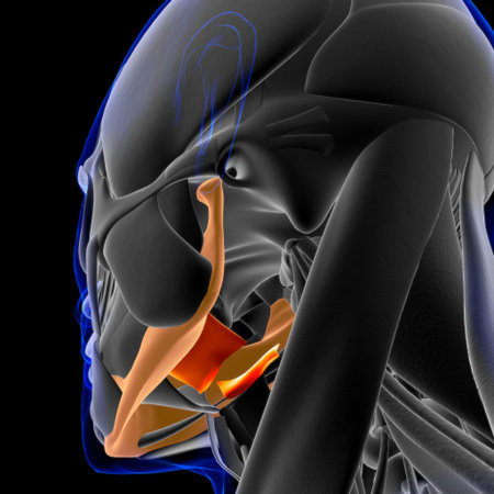 Hyoglossus Muscle Anatomy For Medical Concept 3D Illustration