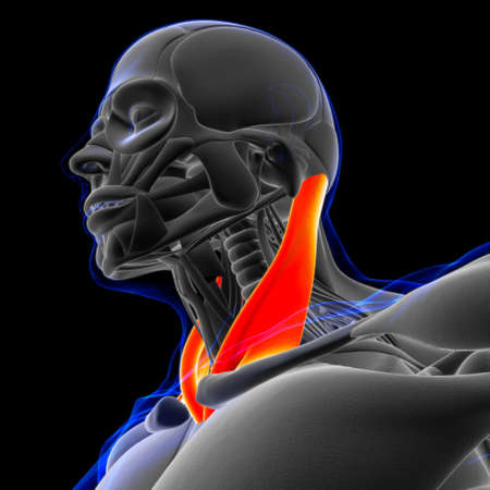 Sternocleidomastoid Muscle Anatomy For Medical Concept 3D Illustrationの写真素材