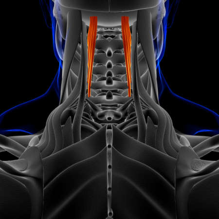 Semispinalis Cervicis Muscle Anatomy For Medical Concept 3D Illustrationの写真素材