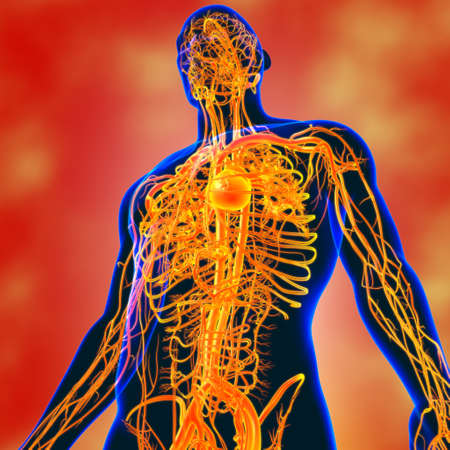 Human Heart With Circulatory System Anatomy For Medical Concept 3D Illustrationの写真素材