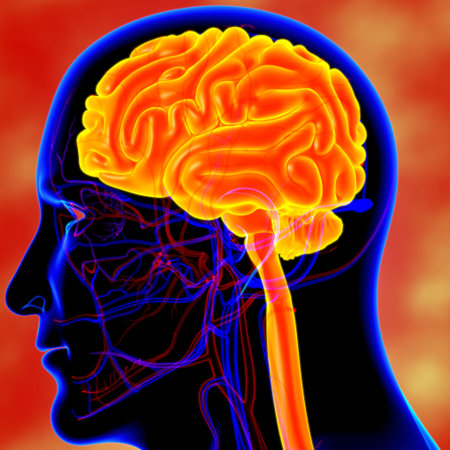 Human Brain Anatomy For Medical Concept 3D Illustration