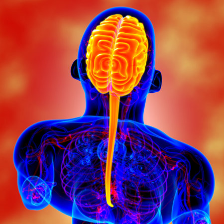 Human Brain Anatomy For Medical Concept 3D Illustration