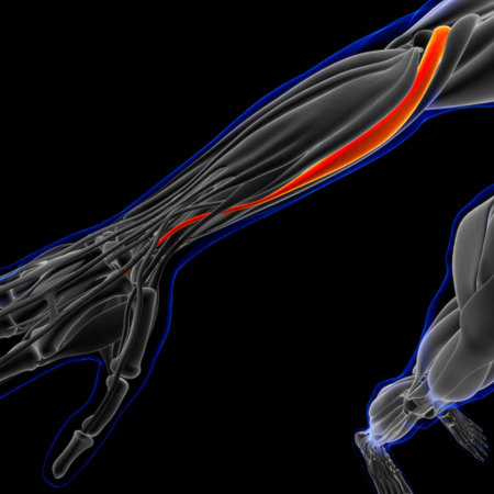 Muscle is a soft tissue, Muscle cells contain proteins , producing a contraction that changes both...