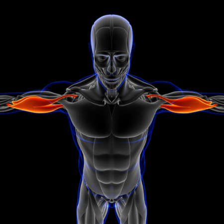 Muscle is a soft tissue, Muscle cells contain proteins , producing a contraction that changes both the length and the shape of the cell. Muscles function to produce force and motion.の写真素材