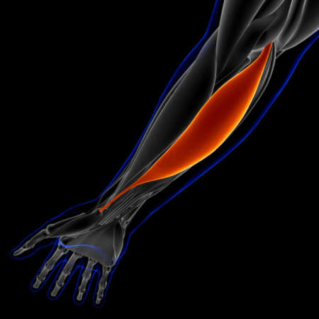 Muscle is a soft tissue, Muscle cells contain proteins , producing a contraction that changes both the length and the shape of the cell. Muscles function to produce force and motion.の写真素材