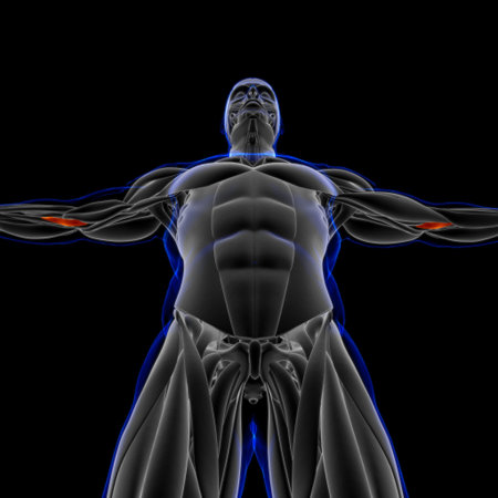 Muscle is a soft tissue, Muscle cells contain proteins , producing a contraction that changes both...