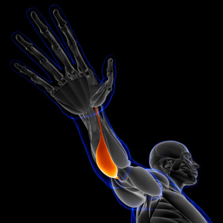 Muscle is a soft tissue, Muscle cells contain proteins , producing a contraction that changes both...